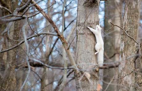 albino squirrel on tree
