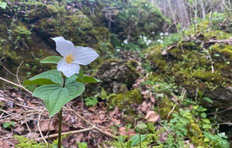 great white trillium on rock