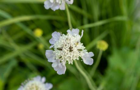 pruple flower with green bg